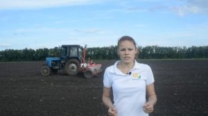 Демонстрационный посев подсолнечника.  Сроки посева подсолнечника.