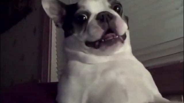 Ржачный мопс поёт песню))) смотреть онлайн