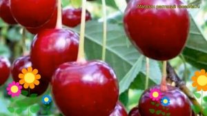 Вишня обыкновенная Тургеневка. Краткий обзор, описание характеристик prunus cerasus Turgenevka