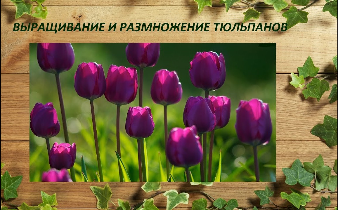 Тюльпаны размножение быстро и просто смотреть онлайн