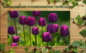 Тюльпаны размножение быстро и просто