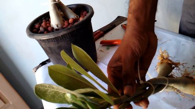 HOW TO GIVE DESERT ROSE ( ADENIUM) NICE LOOK BY TWISTING METHOD смотреть онлайн