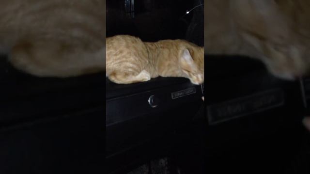 кот лезет в машину смотреть онлайн