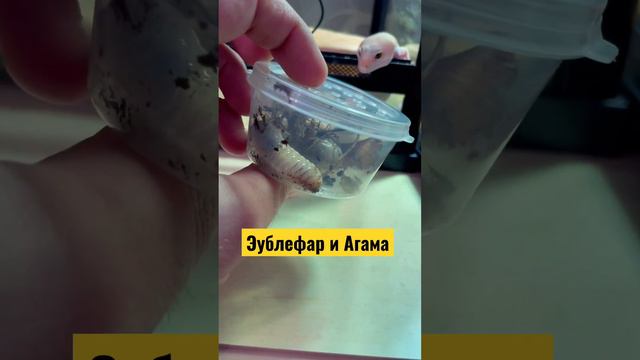 Эублефар и Бородатая агама смотреть онлайн