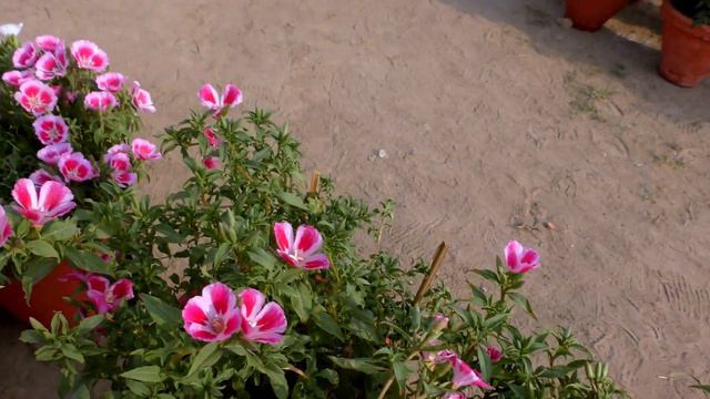 The Godetia Big Flower Plants