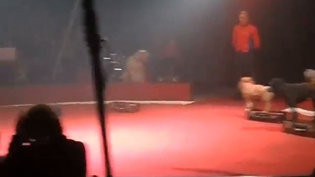 Цырк в Глухове выступление собачек смотреть онлайн