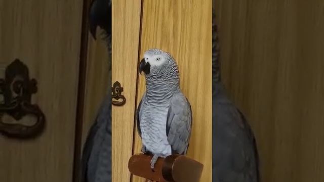 жил был у бабушки серый кузнечик... смотреть онлайн