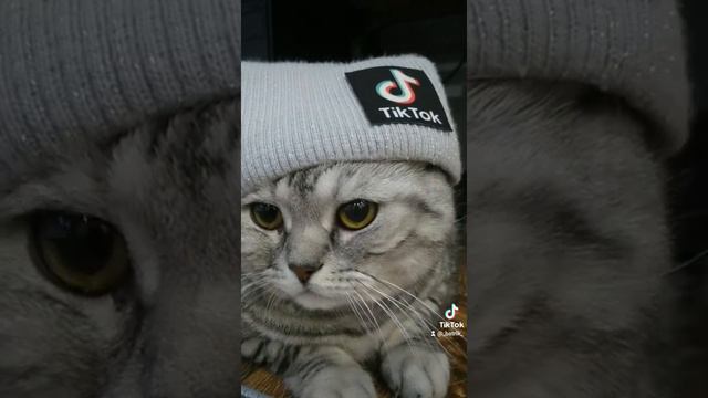 #коттиктокер #тикерытокеры #кот #animals #британец #рекомендации #британскийкот #тикток смотреть онлайн