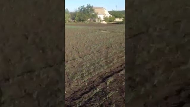 10 мая 2018. Всходы воздушки. Сорт "любаша". Прополка и полив смотреть онлайн