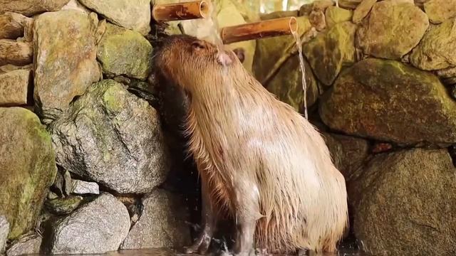 OK, I PULL UP CAPYBARAS смотреть онлайн