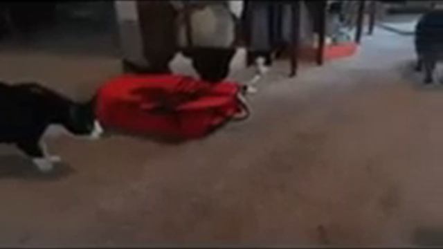 Отряд Котов - быстрого реагирования смотреть онлайн