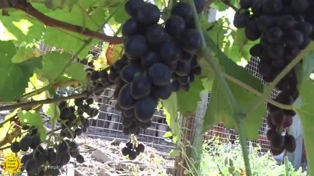 Виноград сорта Молдова. смотреть онлайн