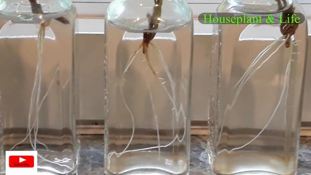 IVY Plant Propagation in water from last cutting nodes(Fast way)::ivy plant rooting for strong:: смотреть онлайн