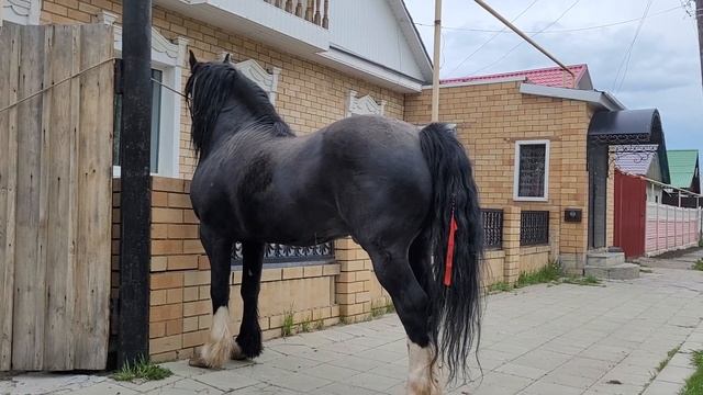 продажа лошадей кобылы жеребцы 89122459900 смотреть онлайн