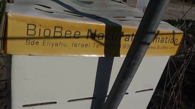 Опыление шмелями. смотреть онлайн