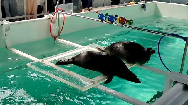 Нерпинарий в Листвянке смотреть онлайн