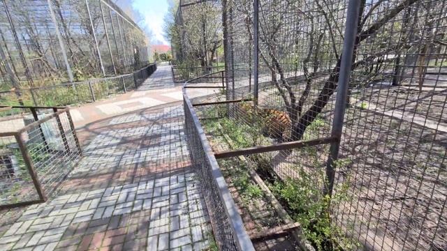 Воинственный дух Раджи! Тайган. Tigers смотреть онлайн