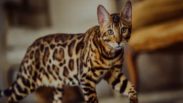 Как начать разводить кошек: с чего начать смотреть онлайн