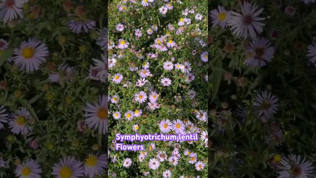 Symphyotrichum lentum Flower | summer flowers | Purple flowers смотреть онлайн