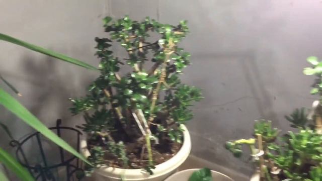 Yucca plant update and basement plant tour. смотреть онлайн