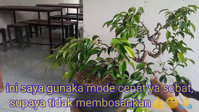Bonsai Beringin || Ficus Benjamina смотреть онлайн