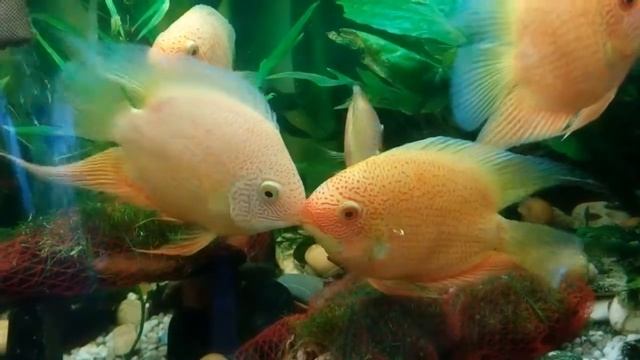 Северум красный жемчуг, нерест. День 1. смотреть онлайн