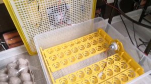 Китайский инкубатор И 48, продолжаю борьбу.....