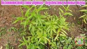 Колоновидная слива-абрикос -  перспектива на новые вкусы