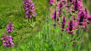 БУКВИЦА ЛЕЧЕБНЫЕ СВОЙСТВА НА ВСЕ СЛУЧАИ ЖИЗНИ