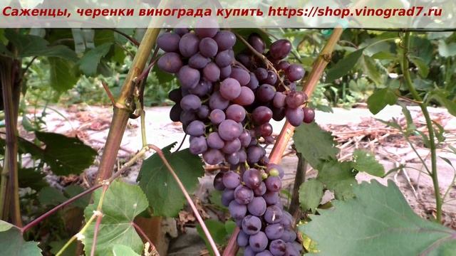 Пузенко Наталья Лариасовна, виноград для всех