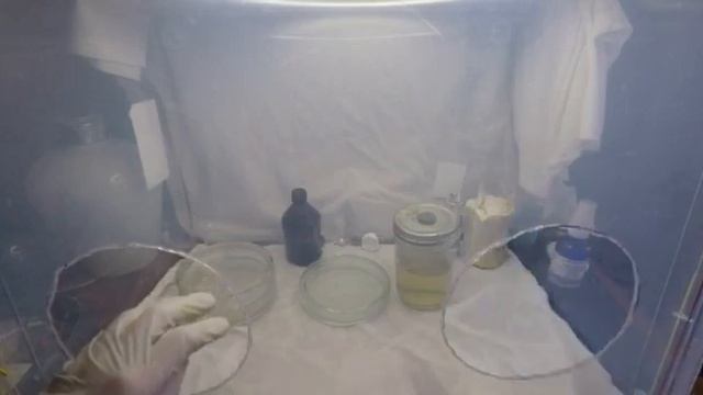 Розлив питательной среды на агаре (@dimkasam) смотреть онлайн