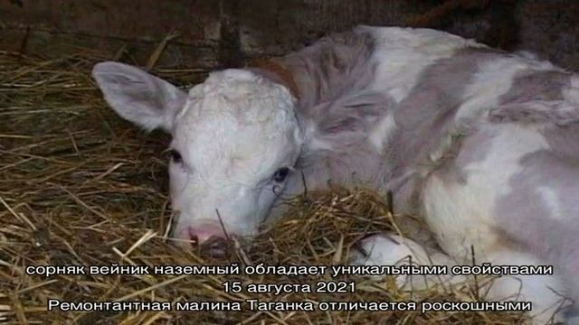 Диспепсия новорождённых телят смотреть онлайн