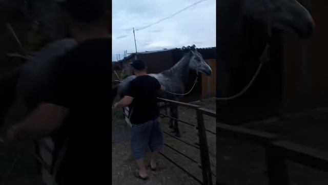 Случка лошадей смотреть онлайн