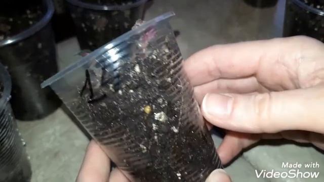 АХИМЕНЕСЫ. Еще раз о поливе после посадки ризом ахименеса. смотреть онлайн