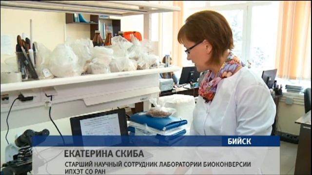 Бийские ученые из отходов сельского хозяйства получили материал с уникальными свойствами смотреть онлайн