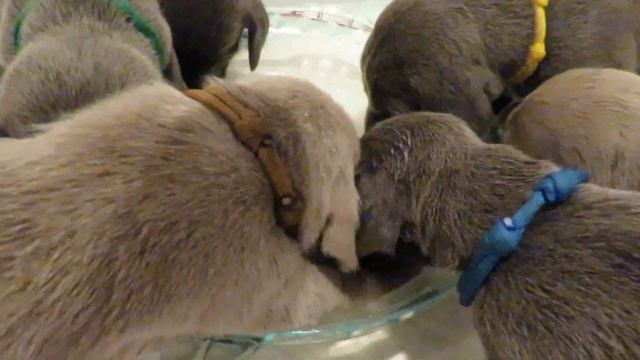 Our Weimaraner Puppies Try Goat's Milk For the First Time: They Love It! смотреть онлайн