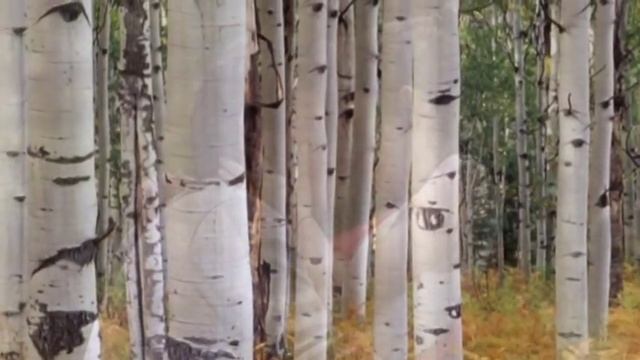 НЕ СМЕЛАЯ автор ИГОРЬ СИГАЕВ смотреть онлайн