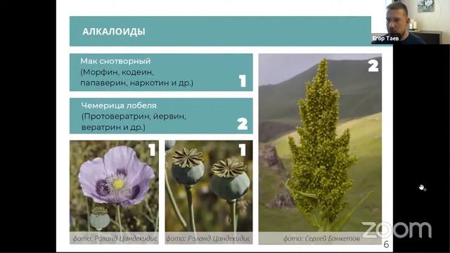 Вебинар о ядовитых растениях смотреть онлайн