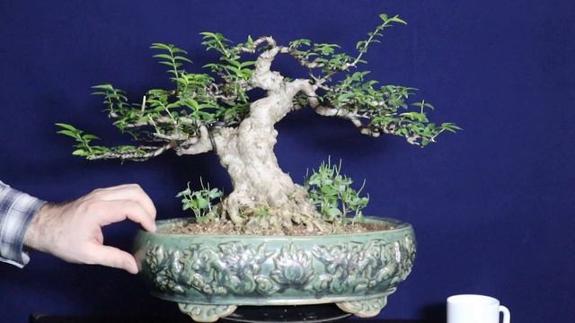 Лучший бонсай для квартиры / Вьетнамский бонсай в Москве @Studio.Bonsai