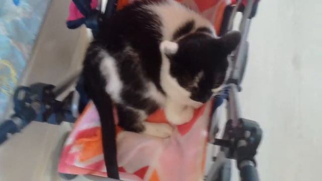 ДОМИК-ЛЕЖАНКА ДЛЯ КОШКИ ИЗ ДЕТСКОЙ ИГРУШЕЧНОЙ КОЛЯСКИ удобное местечко для кота своими руками смотреть онлайн