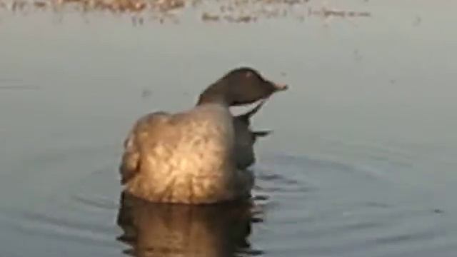 КУпание подсадного гуменника 1 смотреть онлайн