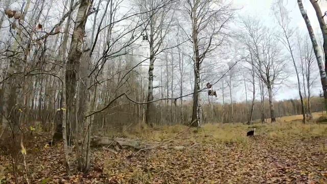 Карелия/Озеро Пертозеро. Кондопожский район/ Заброшенный участок. смотреть онлайн