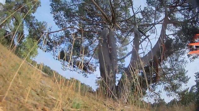 Tiny Tree Training смотреть онлайн