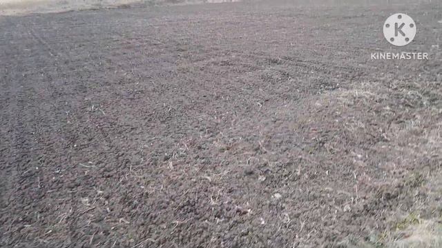 Внесення АМІАЧНОЇ СЕЛІТРИ навесні по часнику! Або як посипати вручну! смотреть онлайн