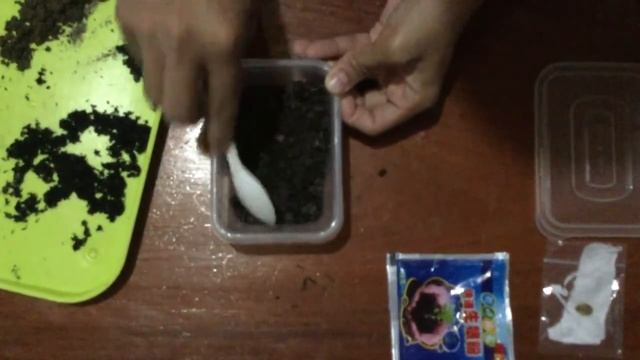 HOW TO GERMINATE MONSTERA DELICIOSA SEED смотреть онлайн