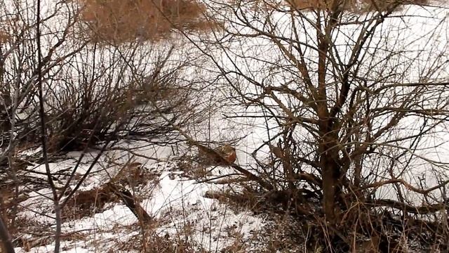Производство и доставка навоза.Наша дача в январе. Обзор СНТ. Купили сад 3. Городская дача. смотреть онлайн
