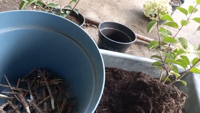Посадка гортензии в контейнер. Маркеры гортензии "Лидия Самарская". смотреть онлайн
