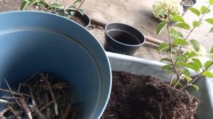 Посадка гортензии в контейнер. Маркеры гортензии "Лидия Самарская".