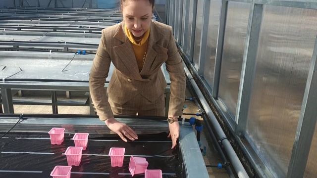 Полив в Тепличном Комплексе через капиллярные маты смотреть онлайн
