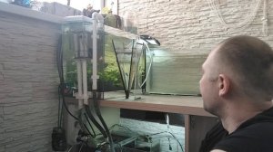 Разведение артемии от науплии до взрослой особи